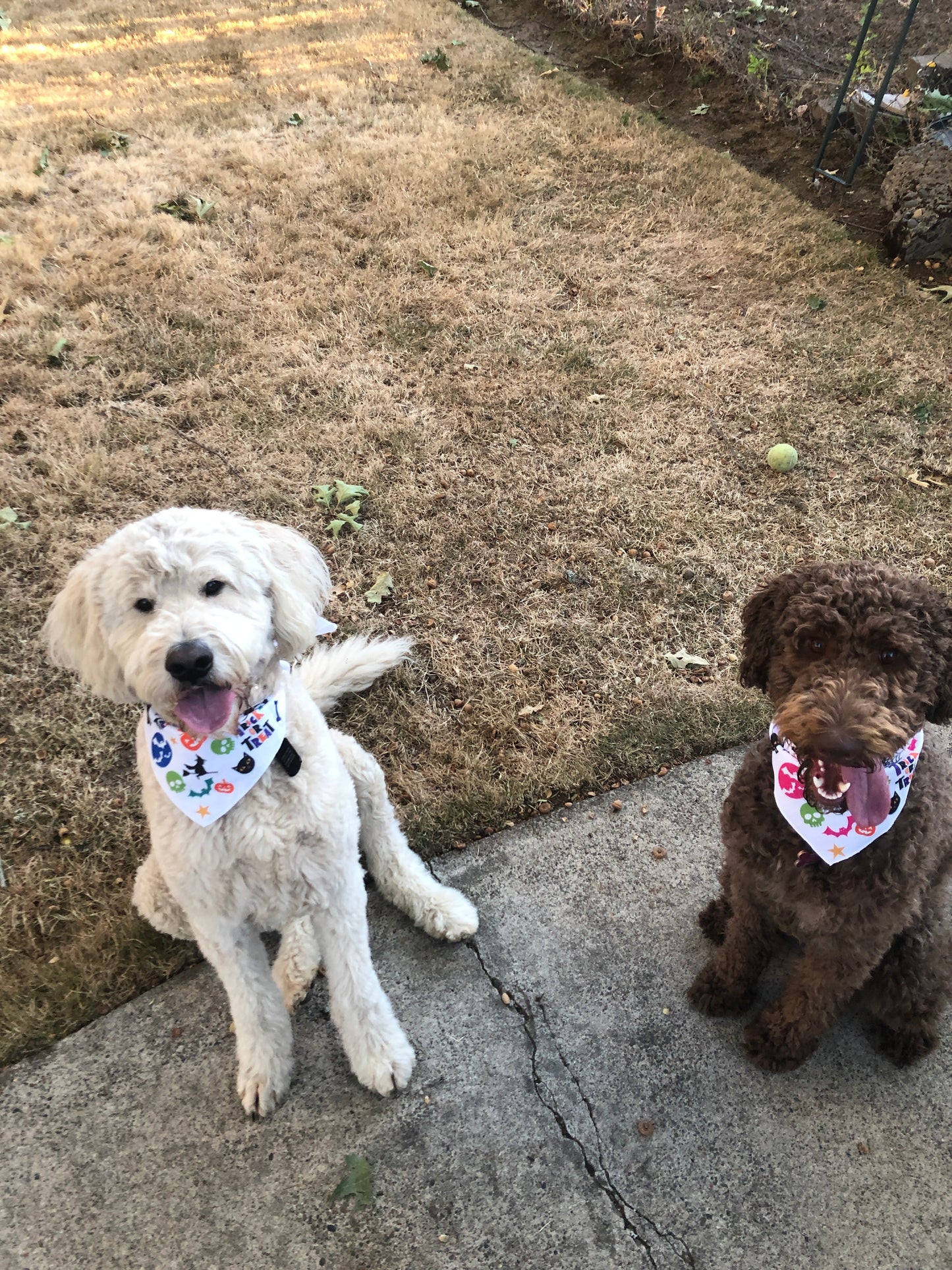 Trick Or Treat Halloween Dog Bandana