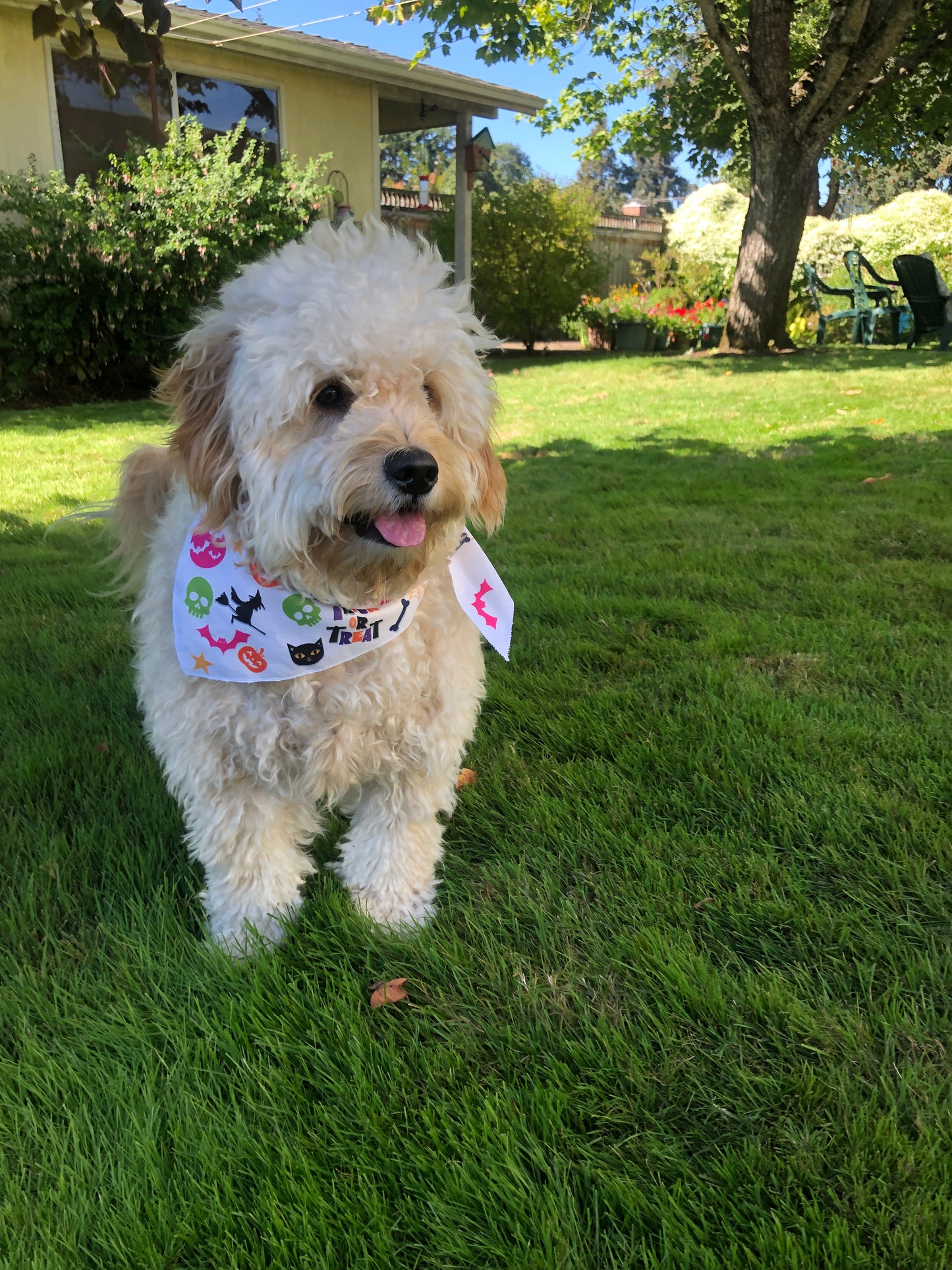 Halloween Dog Bandana ,Custom Dog bandana, Fun dog bandana, custom dog gifts, summer fun dog accessories, good dog gift