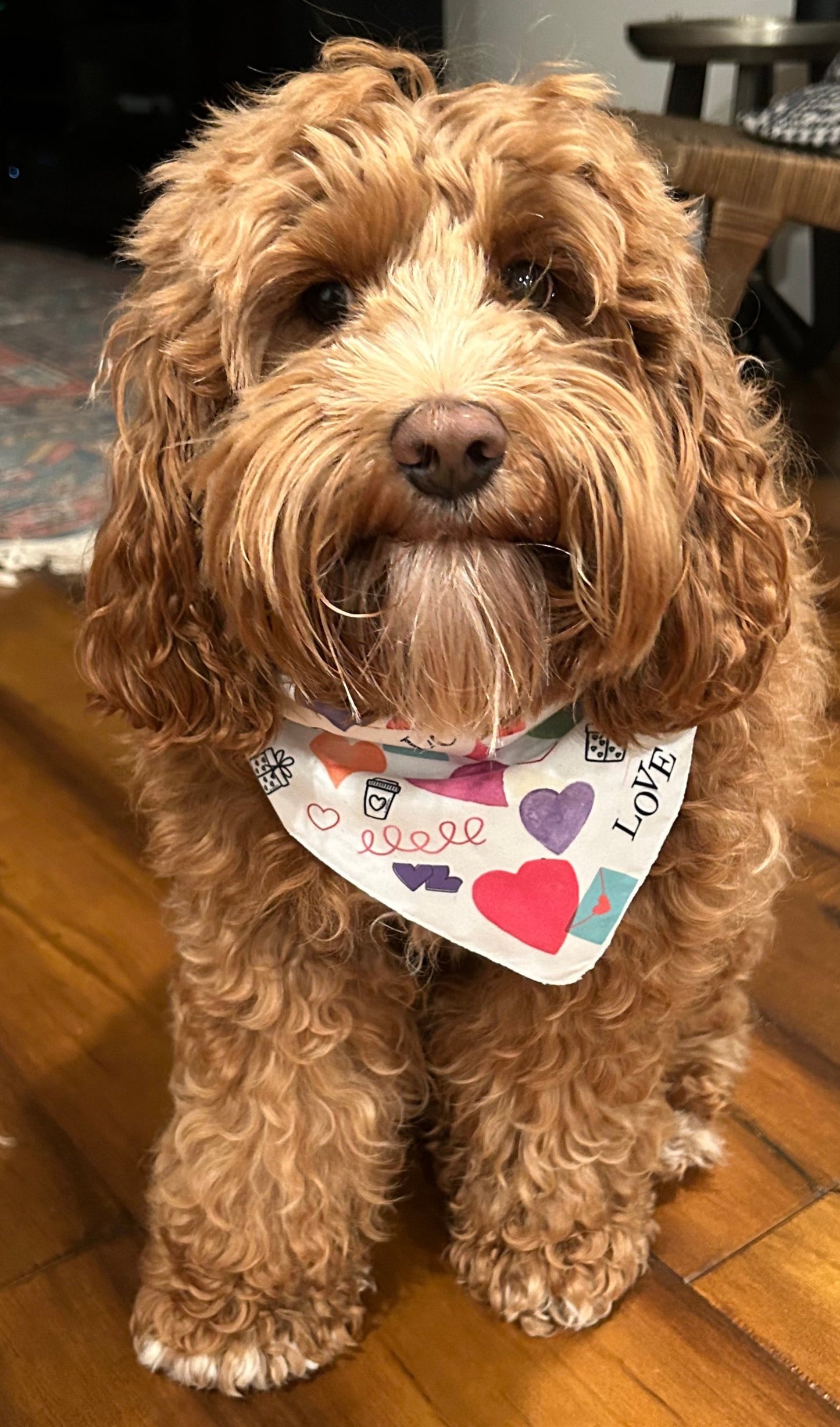 Valentine hearts & love pet bandana
